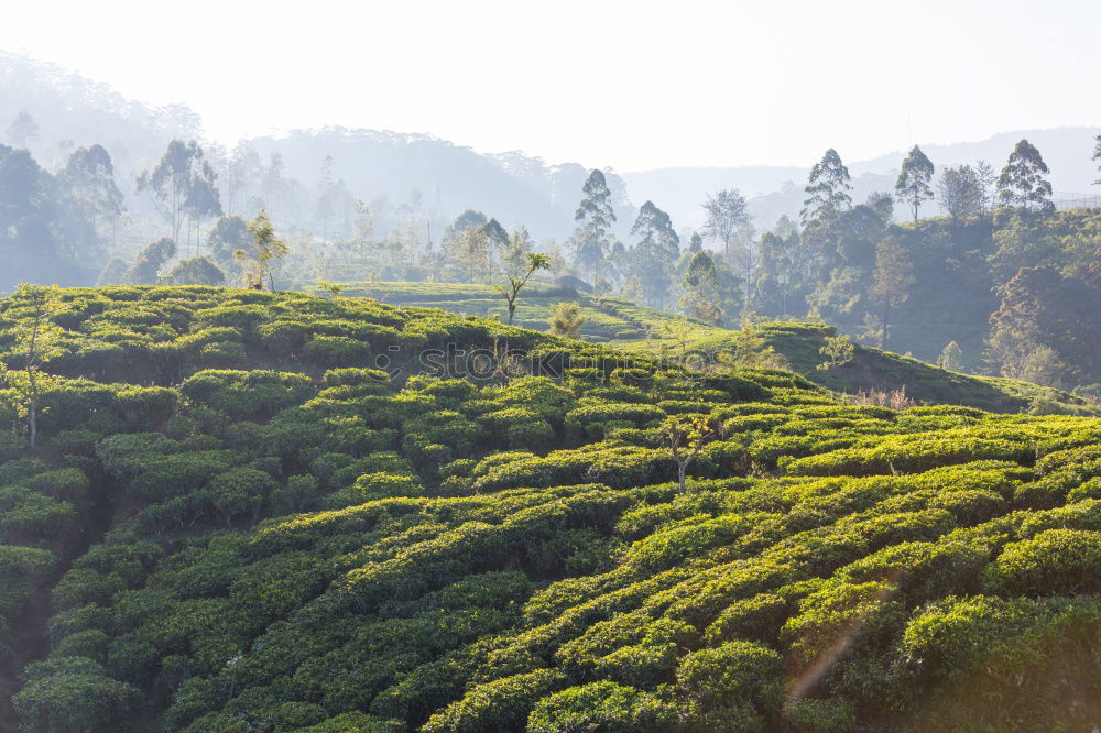 Similar – Image, Stock Photo a little tea for the cold