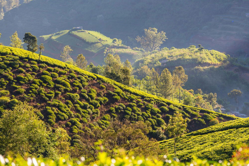 Similar – Image, Stock Photo And what about tea tea?