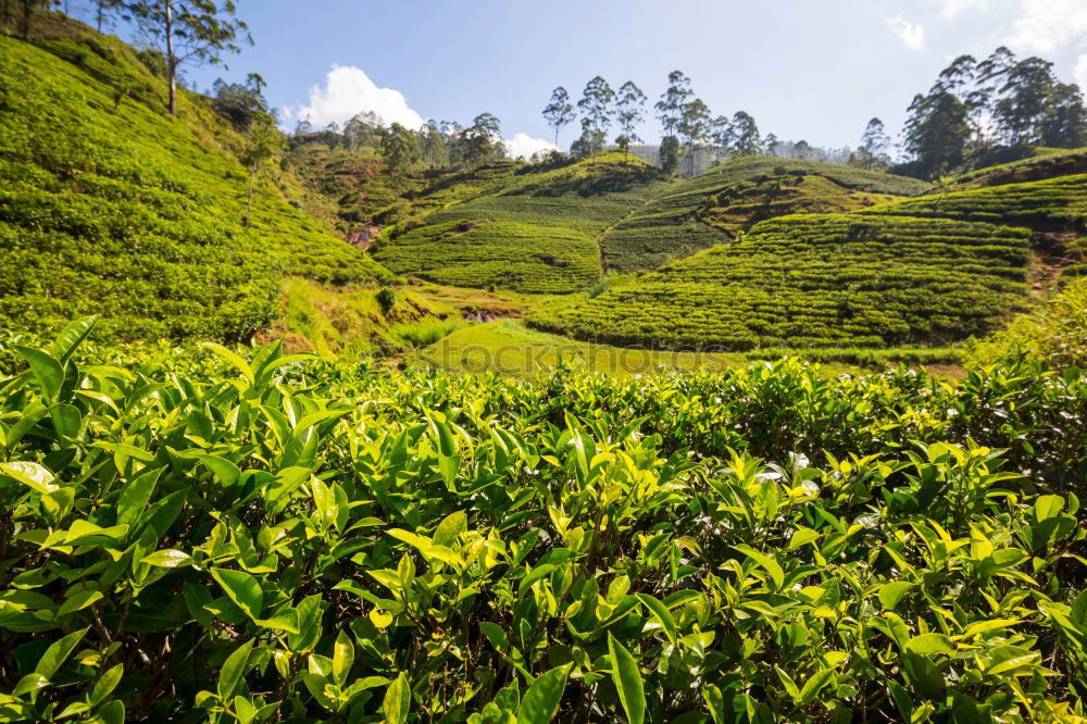 Similar – Image, Stock Photo How about tea?