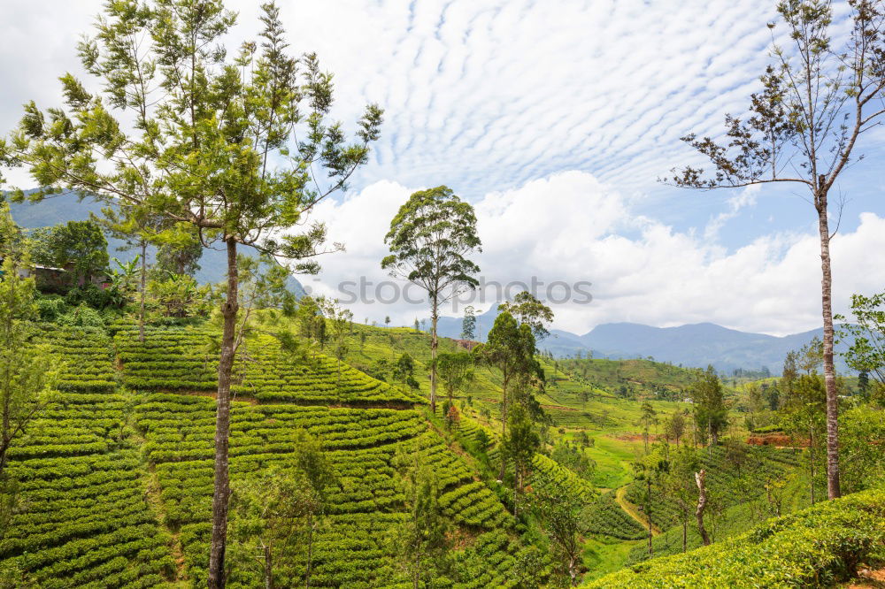 Similar – Image, Stock Photo tea for the weekend