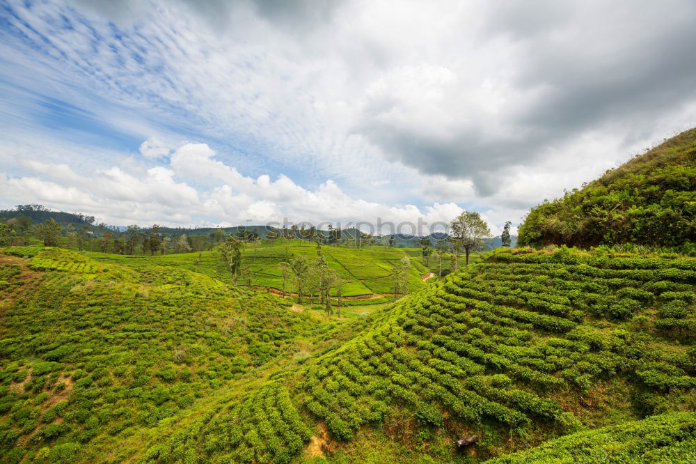 Similar – Image, Stock Photo tea always goes