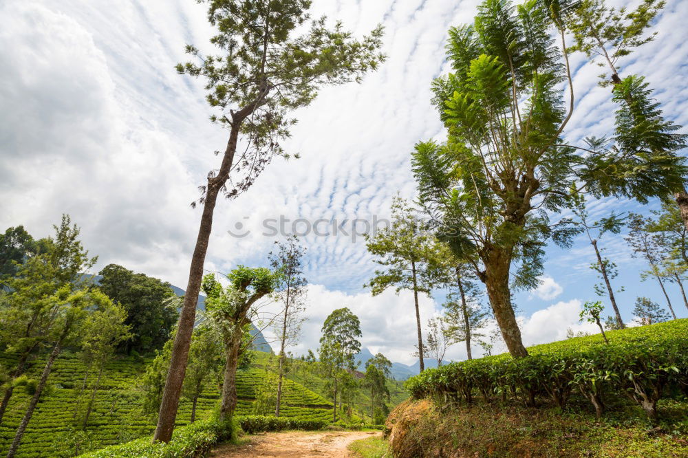 Similar – Image, Stock Photo Cow in Cuba Nature Poverty