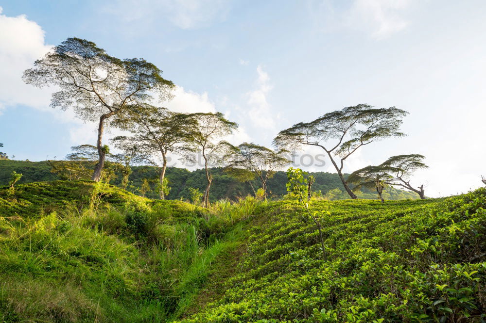 Similar – Image, Stock Photo good-morning tea