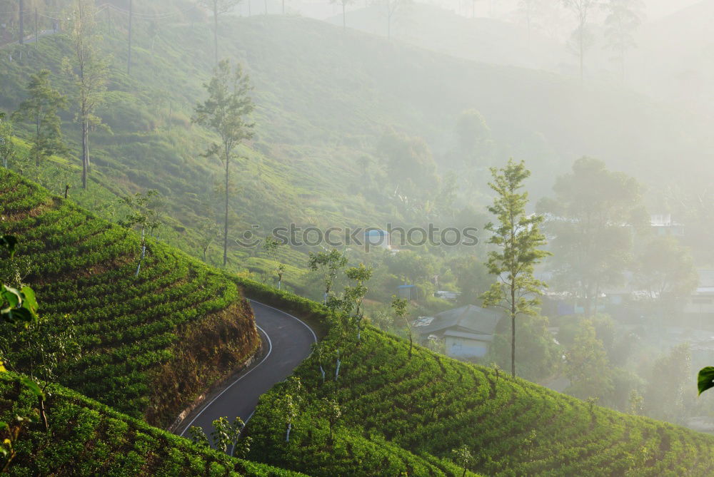 Similar – Image, Stock Photo Tea plantations of Kandy