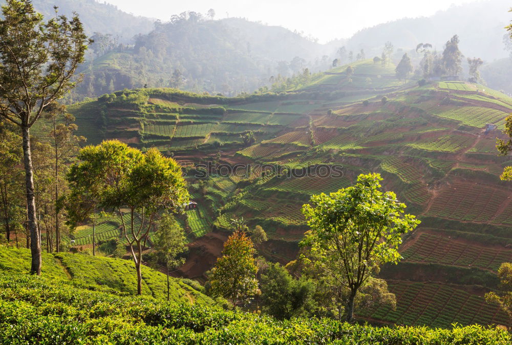 Similar – Image, Stock Photo tea for the weekend