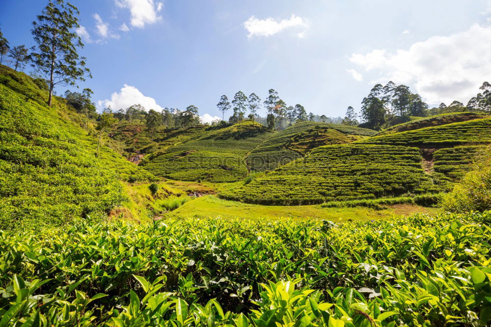Similar – Image, Stock Photo good-night tea