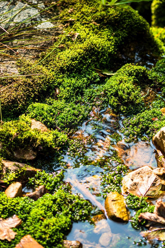 Similar – puddle Summer Weather Pond