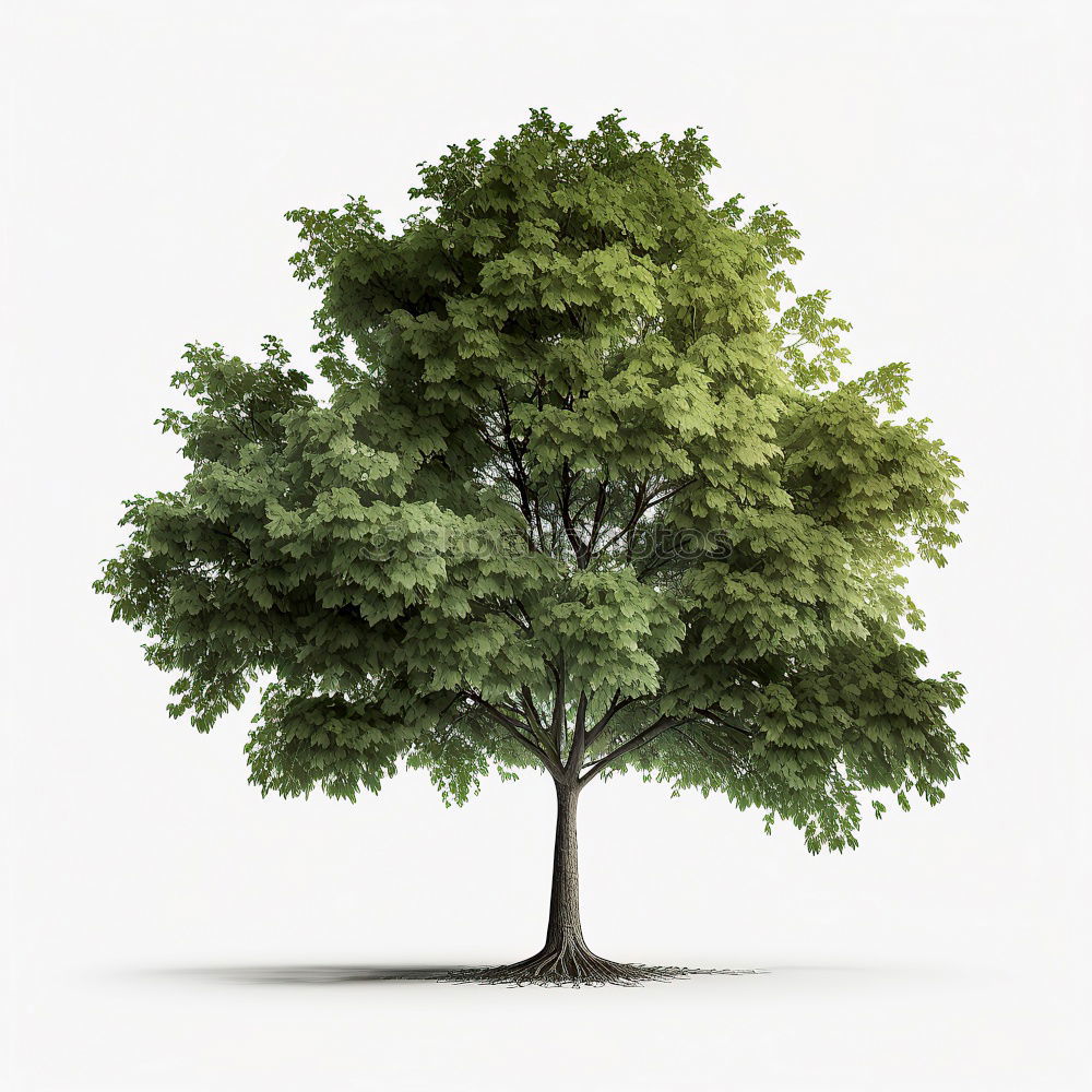 A tree Colour photo