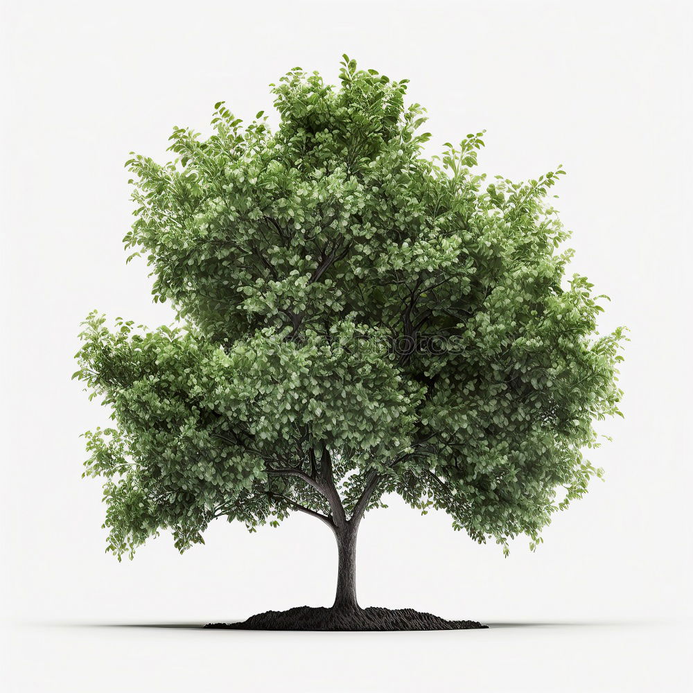 Similar – A tree Colour photo