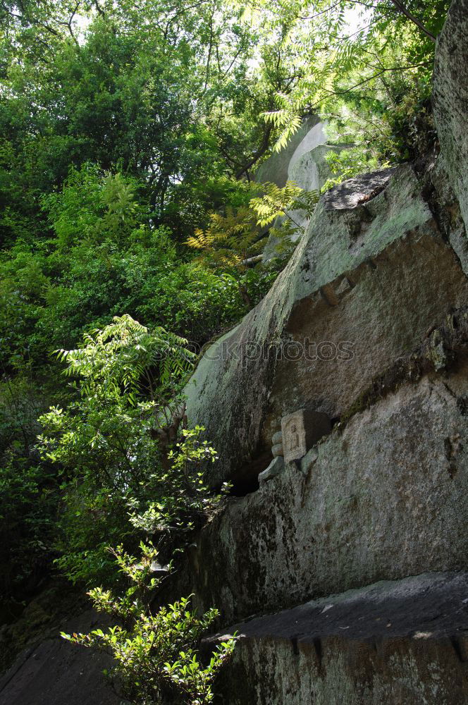 Similar – Foto Bild Käseberg Natur Pflanze