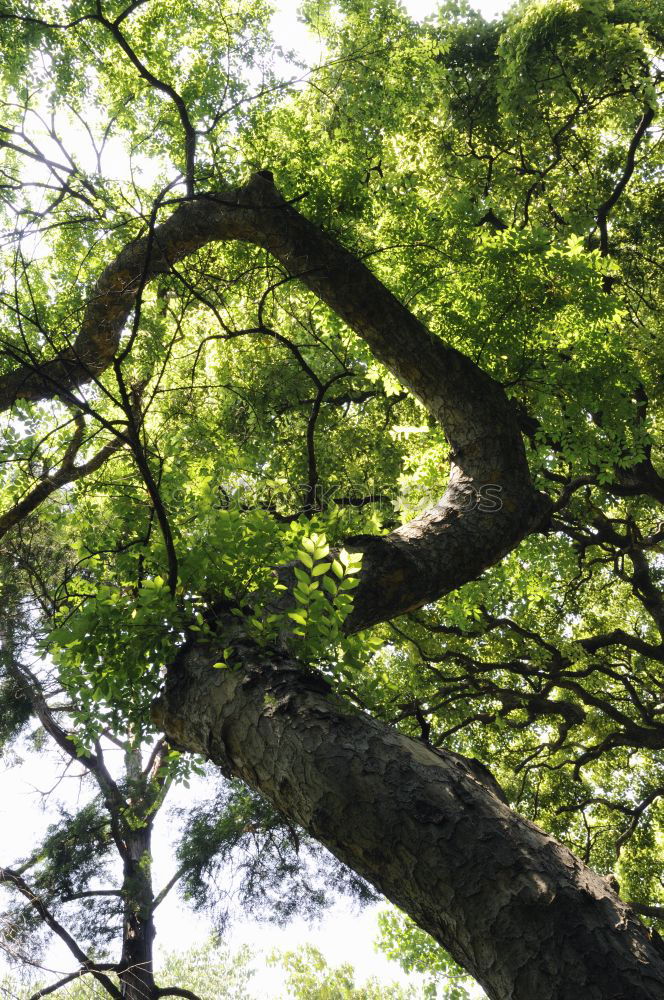 Similar – Der grüne Baum Eiche Park