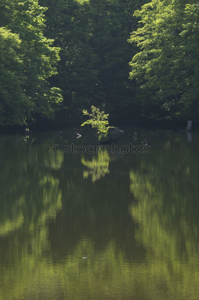 Similar – Idylle See Wald Teich Baum