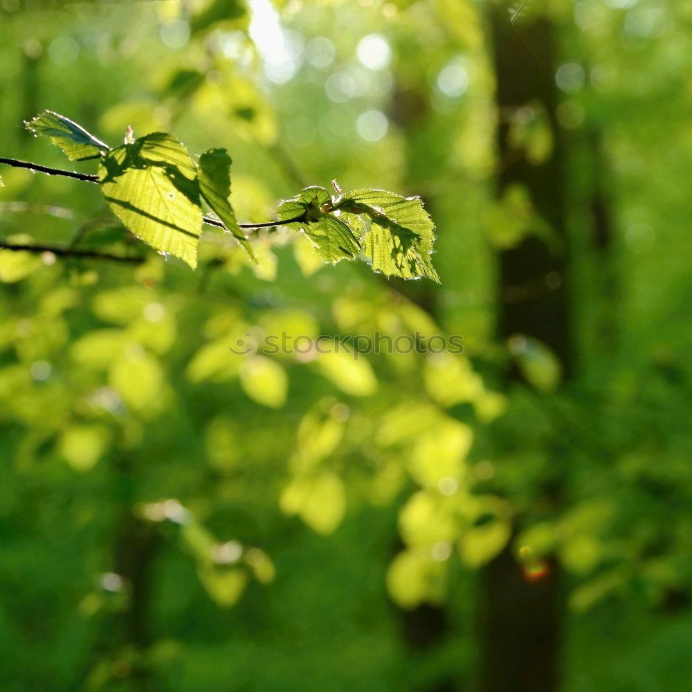 Similar – Backlit Fresh Green Tree Leaves In Summer