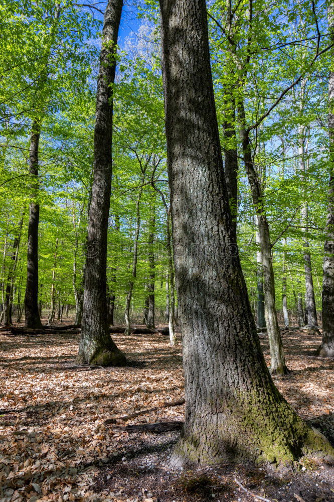 Similar – ghost forest Nature