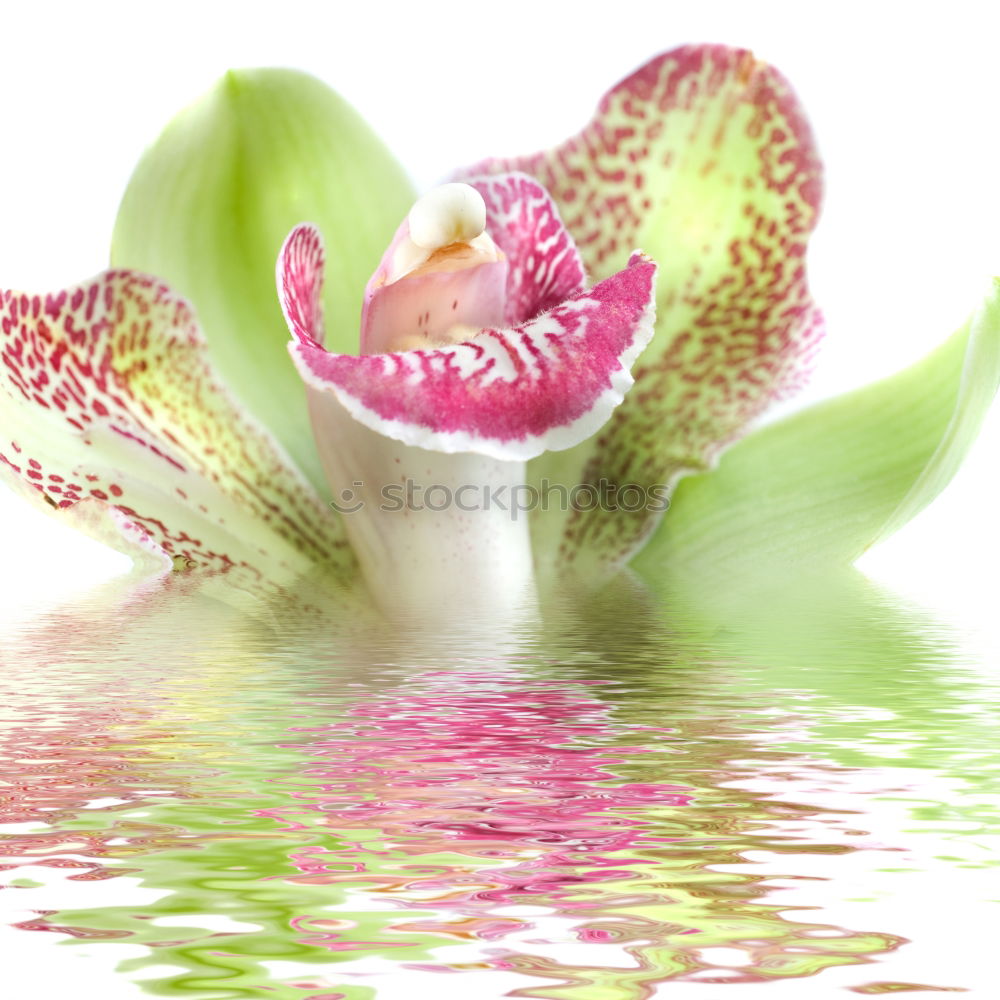 Similar – Flower III Orchid 2