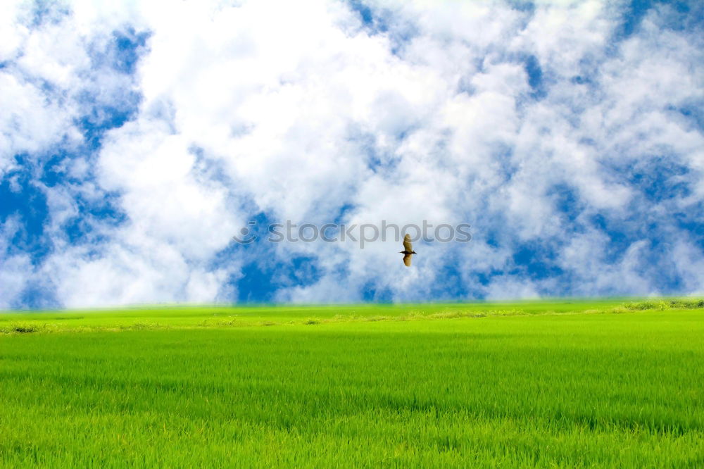 Similar – Image, Stock Photo alpine view Environment