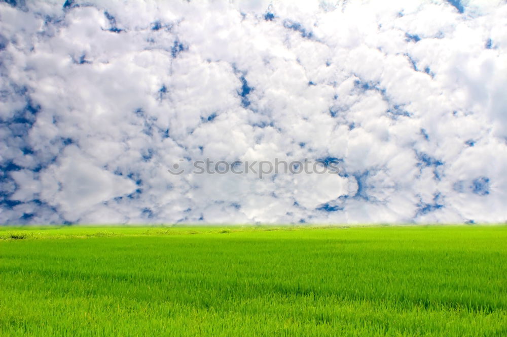 Similar – Image, Stock Photo Freedom II Field Grass