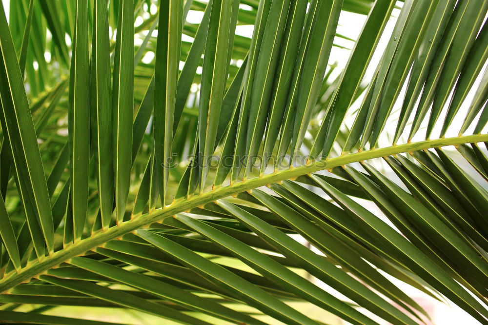 Similar – palm fronds Palm tree