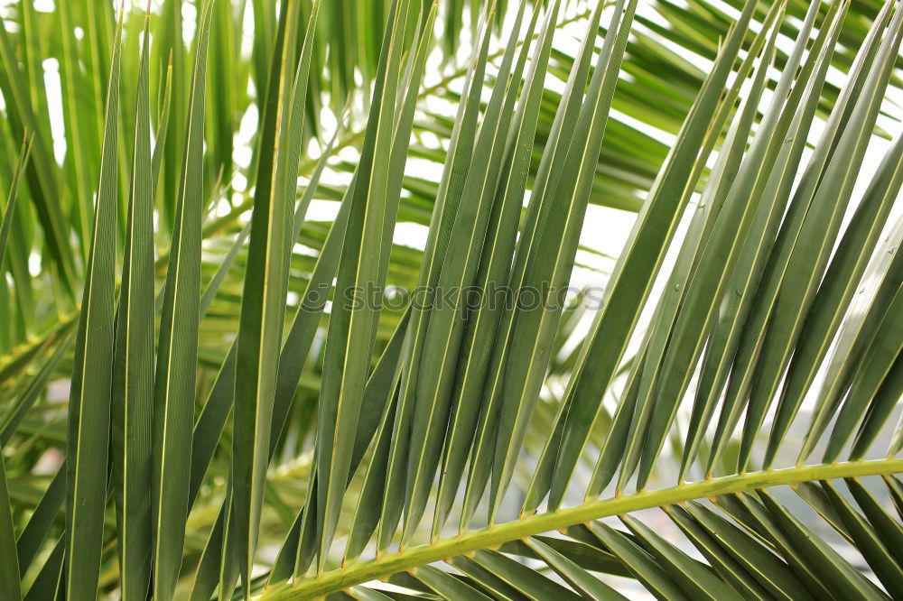 Similar – palm fronds Palm tree