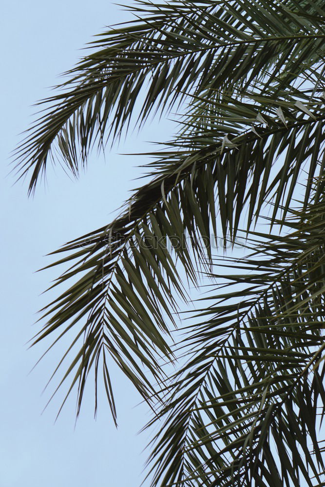 Similar – Three palm branches on neutral ground