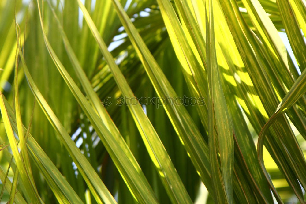 Similar – Image, Stock Photo Grasses Q Environment