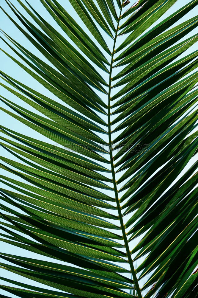 Similar – Image, Stock Photo palm fronds Palm frond