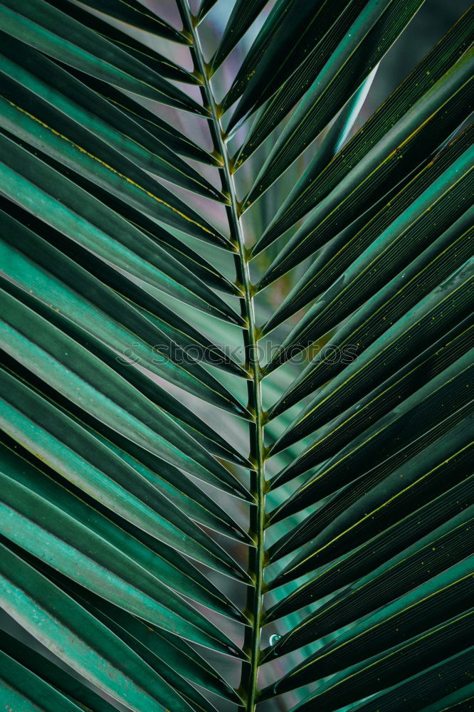 Similar – Image, Stock Photo palm fronds Palm frond