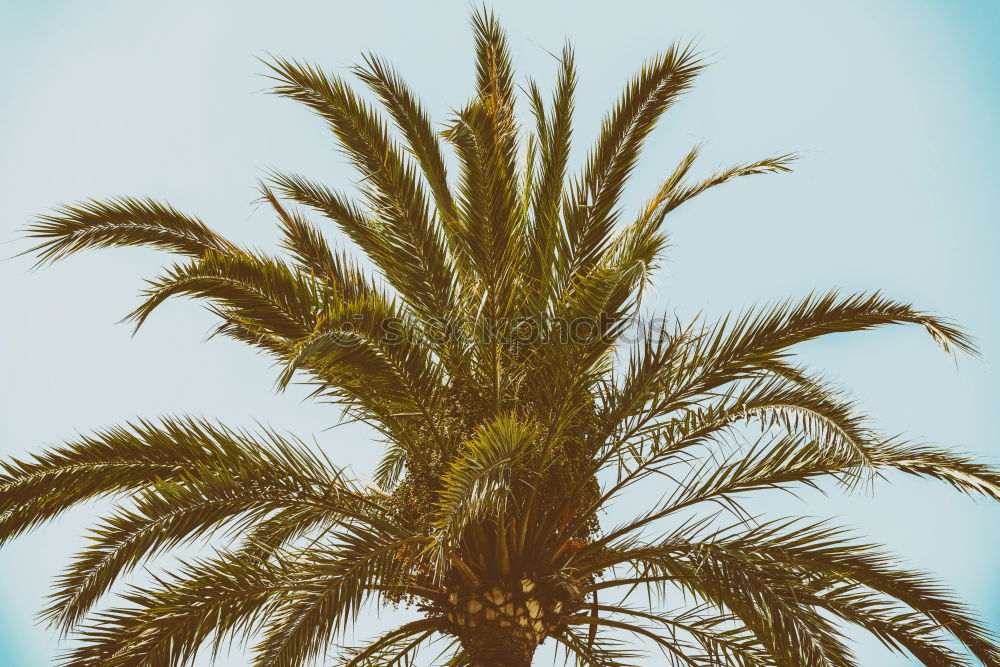 Similar – sunpalm Palm tree Beach