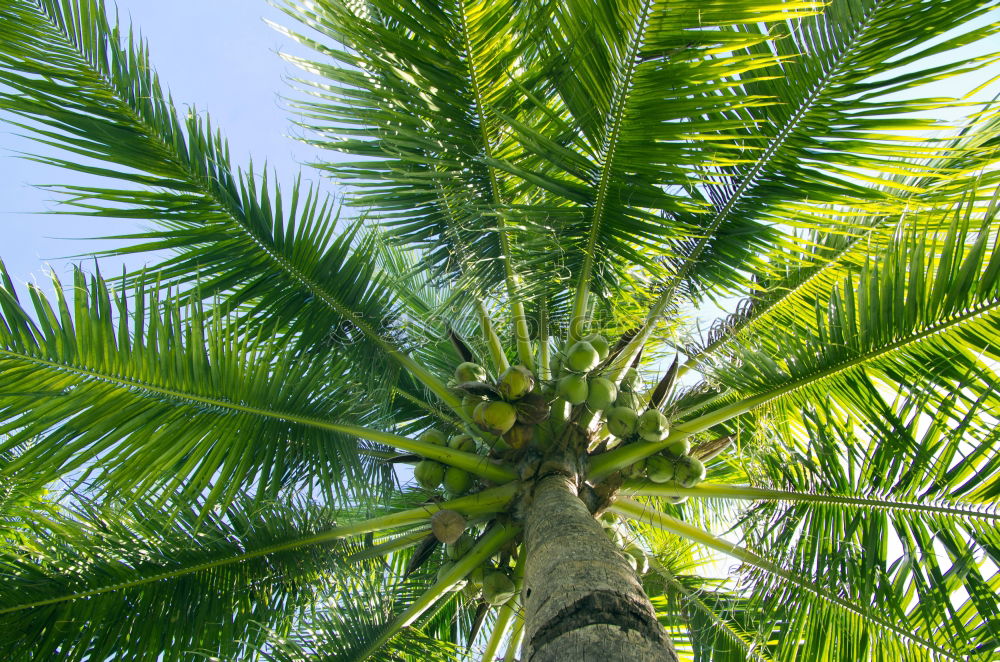 Similar – Foto Bild unter einer palme Palme