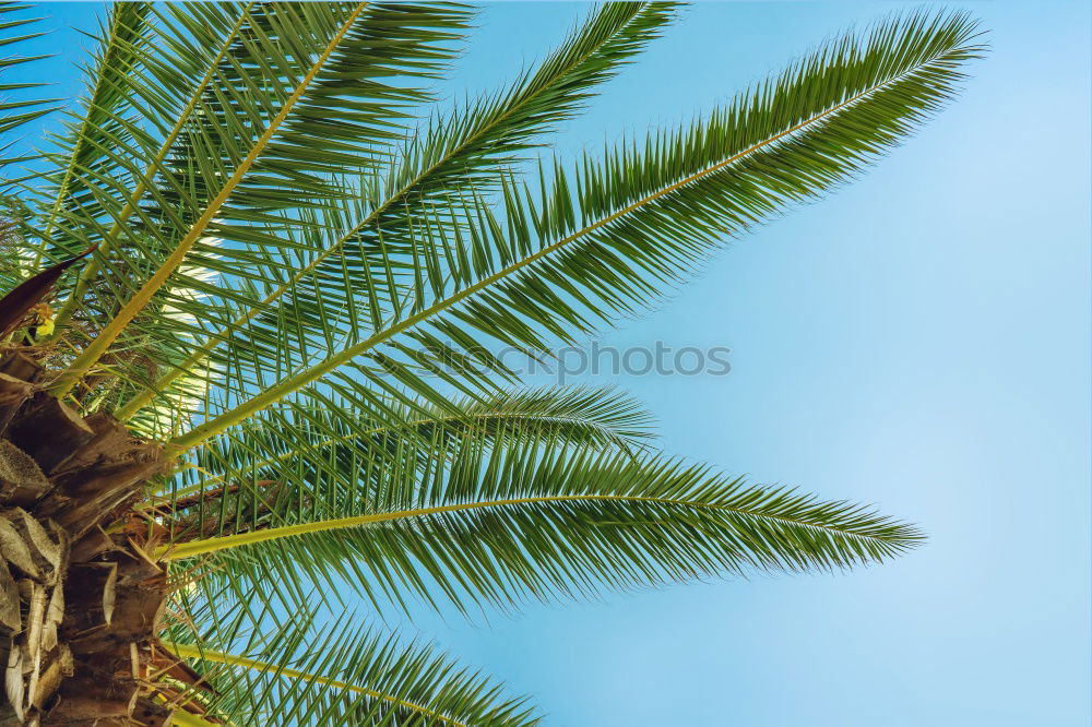 Similar – Image, Stock Photo Miami Beach