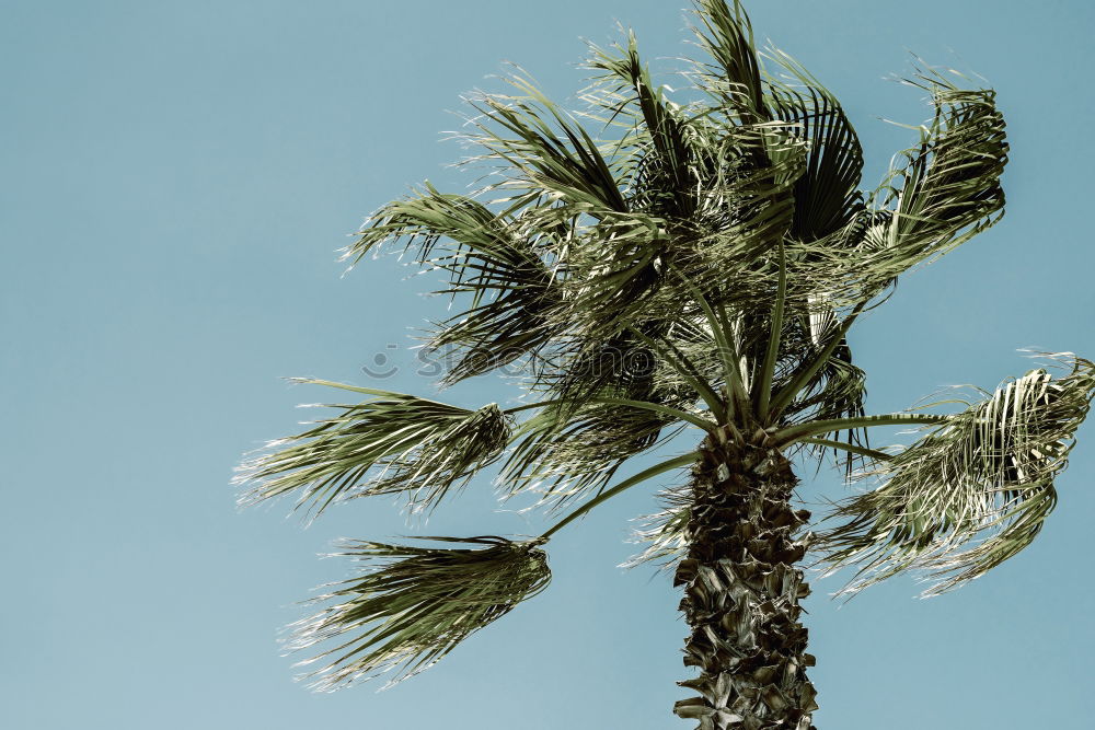 Similar – Green Palm Trees On Clear Blue Sky