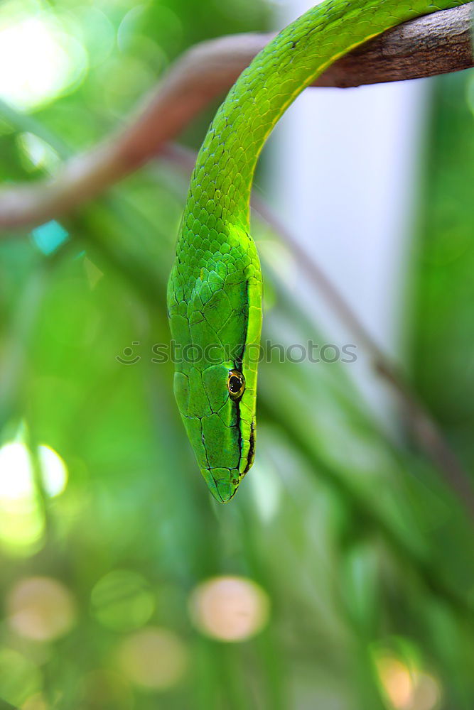 Similar – Green plumed basilisk