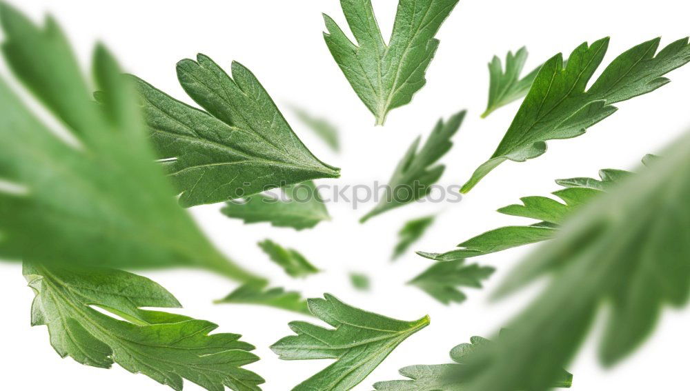 Similar – Image, Stock Photo kitchen herb Food