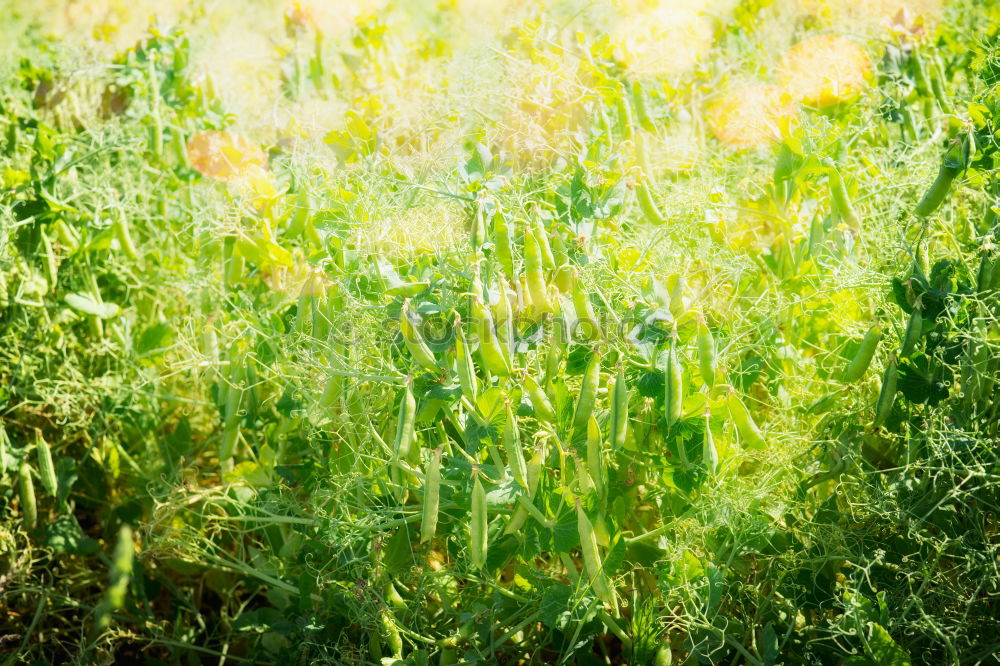 Similar – Foto Bild Ein Getreidefeld vor Bäumen. Wilde Natur. Landwirtschaft