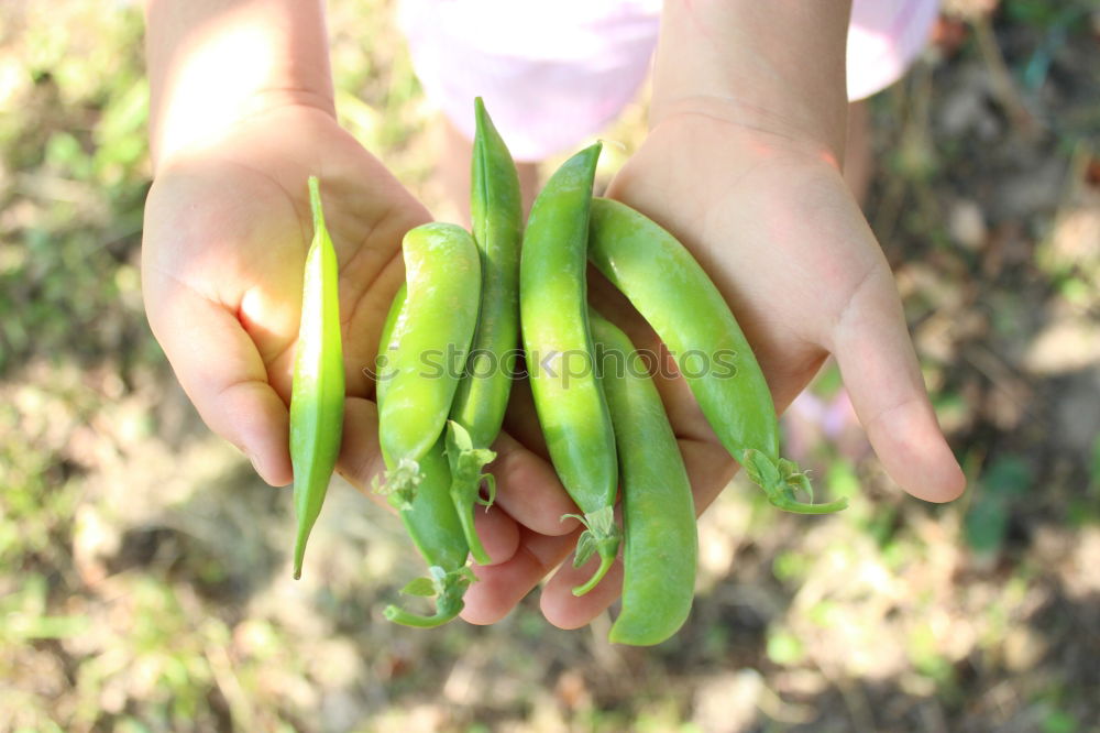 Image, Stock Photo Sugar peas in children’s hands