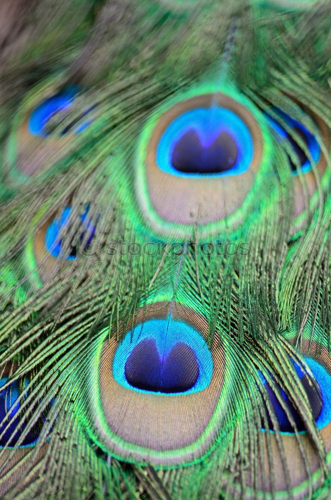 Similar – peacock eyes Animal