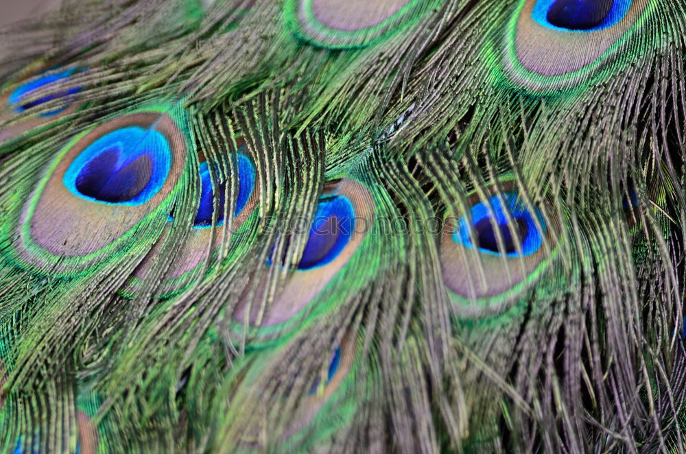 Similar – peacock eyes Animal