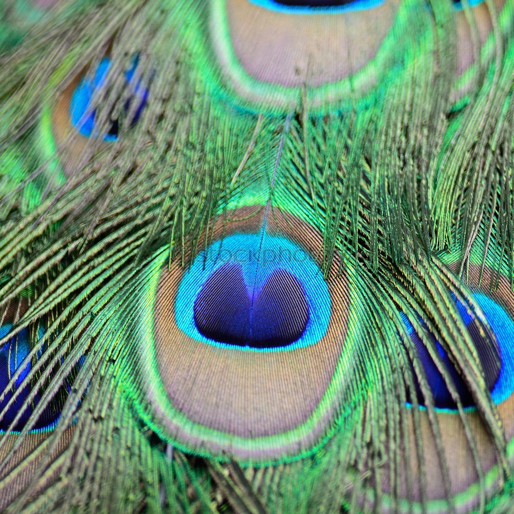 Similar – peacock eyes Animal