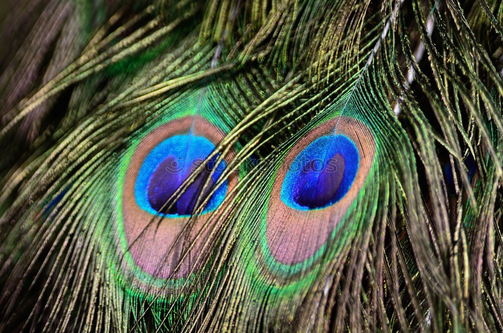 Similar – Image, Stock Photo Racing Peacock 2-for Emma