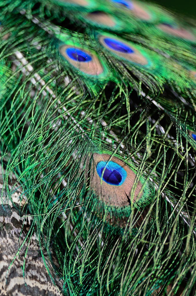 Similar – Image, Stock Photo to decorate oneself with foreign feathers???