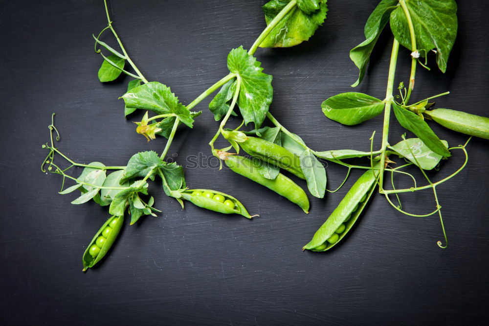 Similar – Image, Stock Photo Fresh sage leaves Food