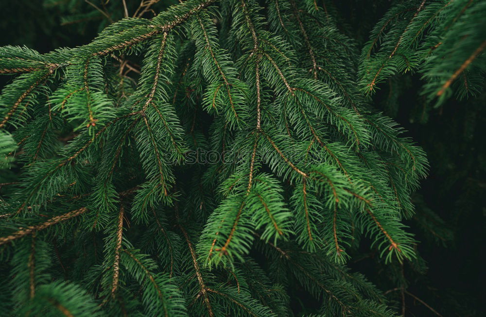 Similar – Fir branches in golden light