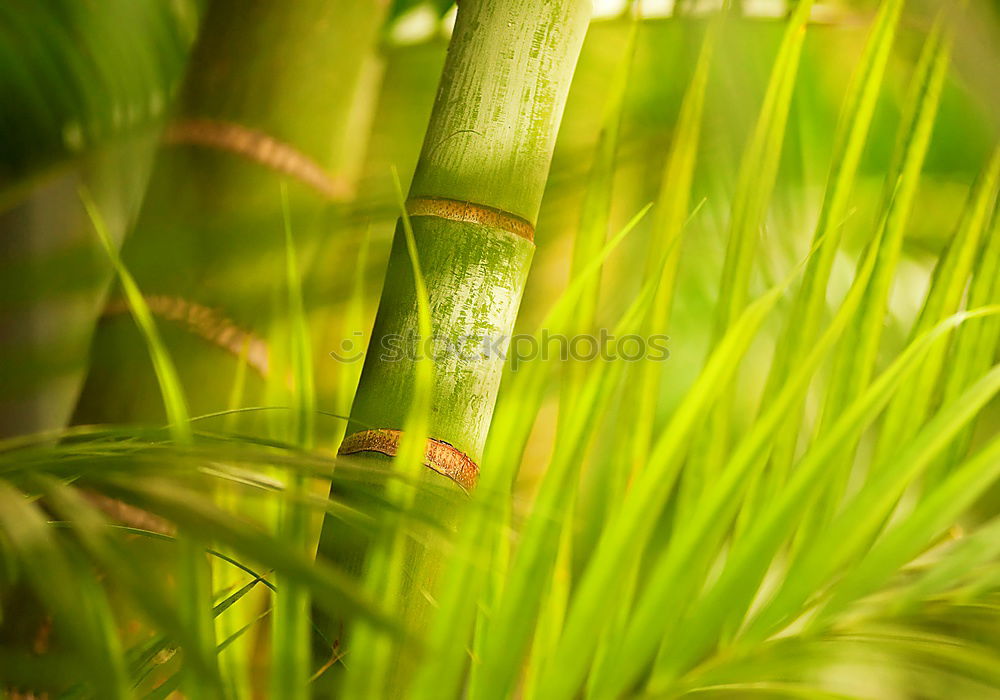 Similar – Image, Stock Photo Grasses Q Environment