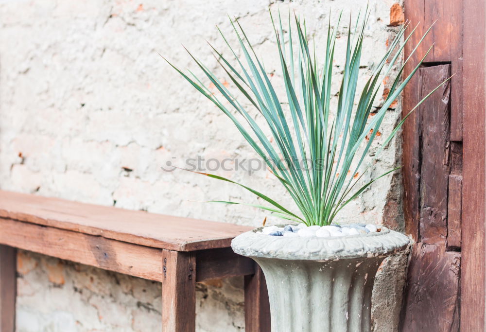 Similar – Image, Stock Photo AST 9 | Front garden: blades of grass in front of a mysterious half-open window