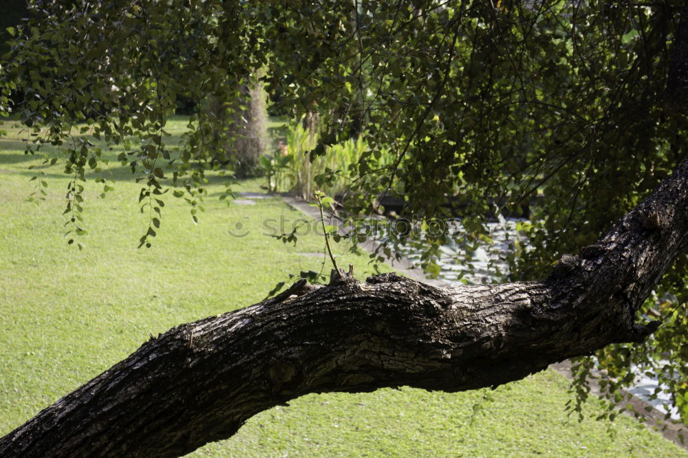 Similar – green stuff Tree Lake Park