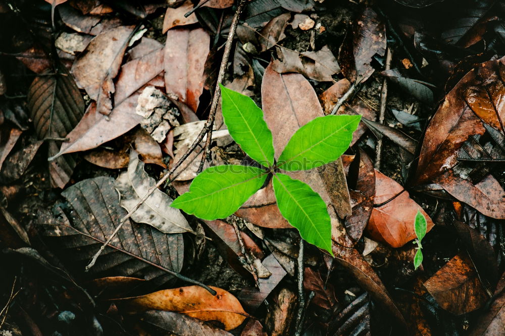 Similar – Hungry for Love Nature