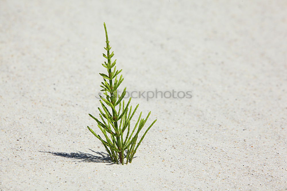 Similar – Image, Stock Photo weeds Environment Nature