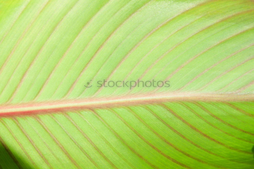 Similar – Green plant Plant Flower