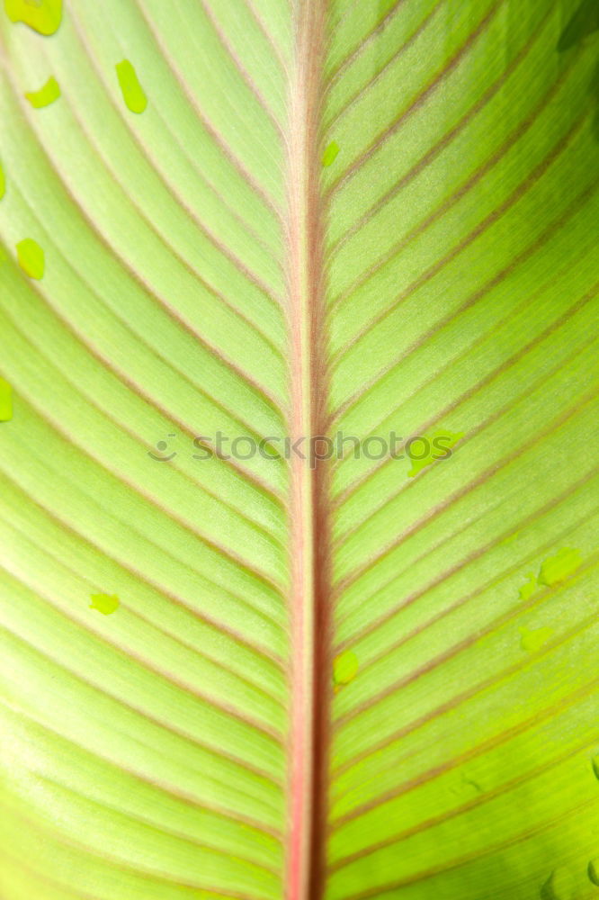 Similar – Green plant Plant Flower