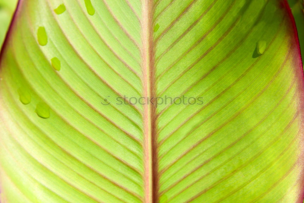 Similar – banana leaf Green Leaf